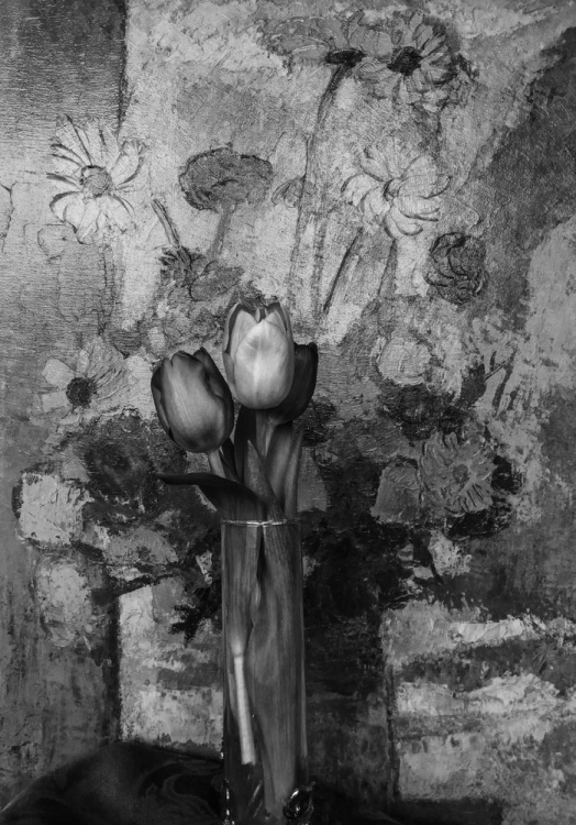 5th Place Still Life, Chloe Person