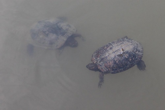 5th Place Animal, Emily Carter