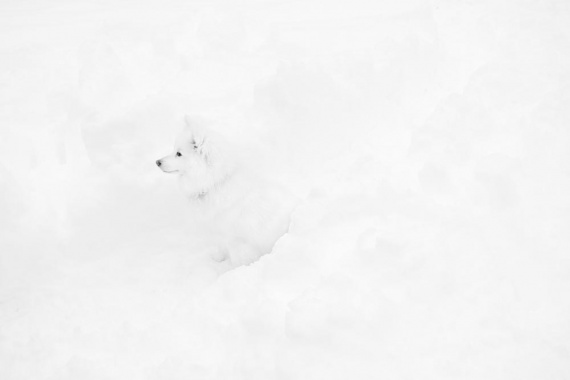 1st Place Animal, Kaia Wise