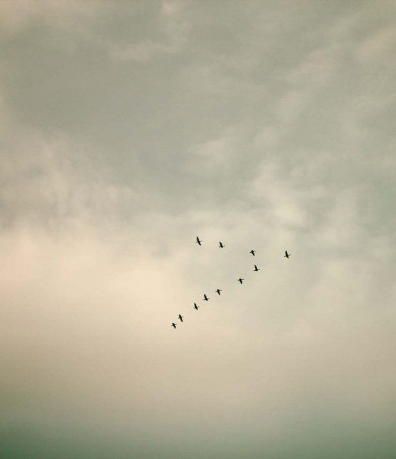 Kristin Willis, 6th place animal