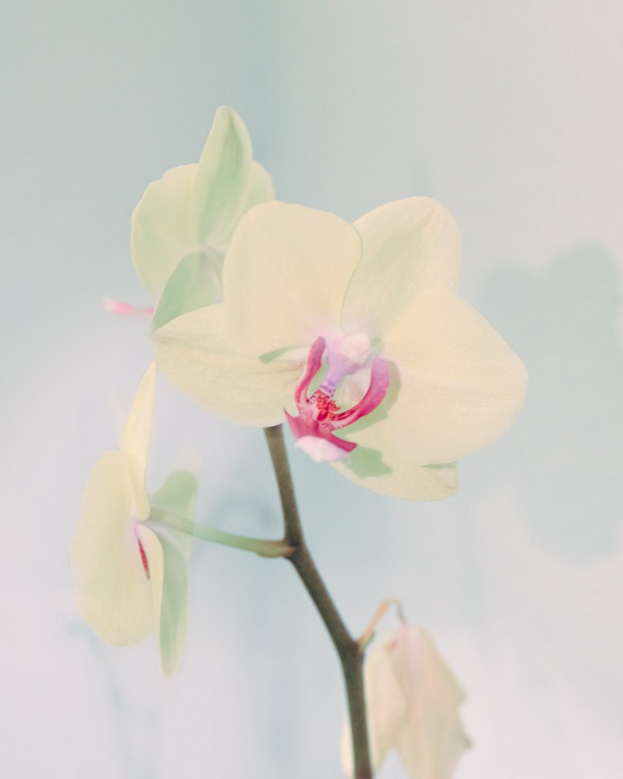 2021 Still Life 1st Place, Nicole Villamil