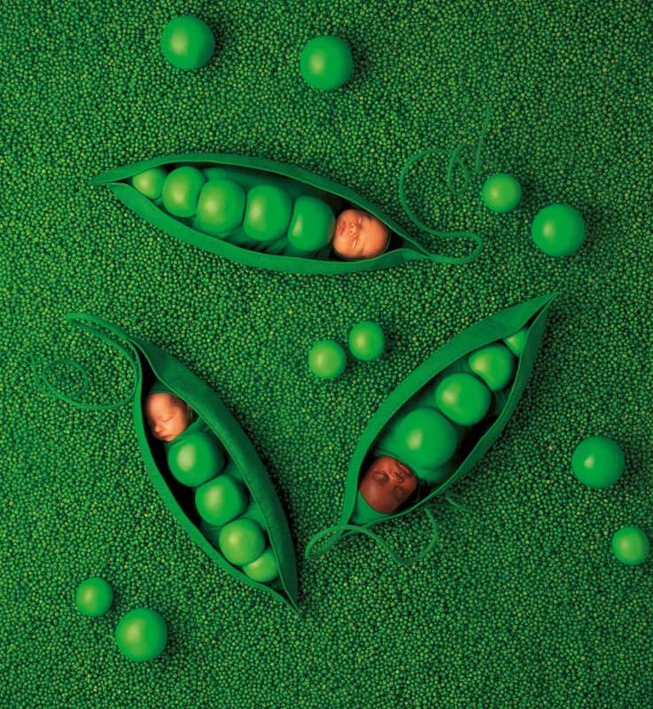 <p><b>Anne Geddes</b>, from the series 'Down in the Garden'.</p>