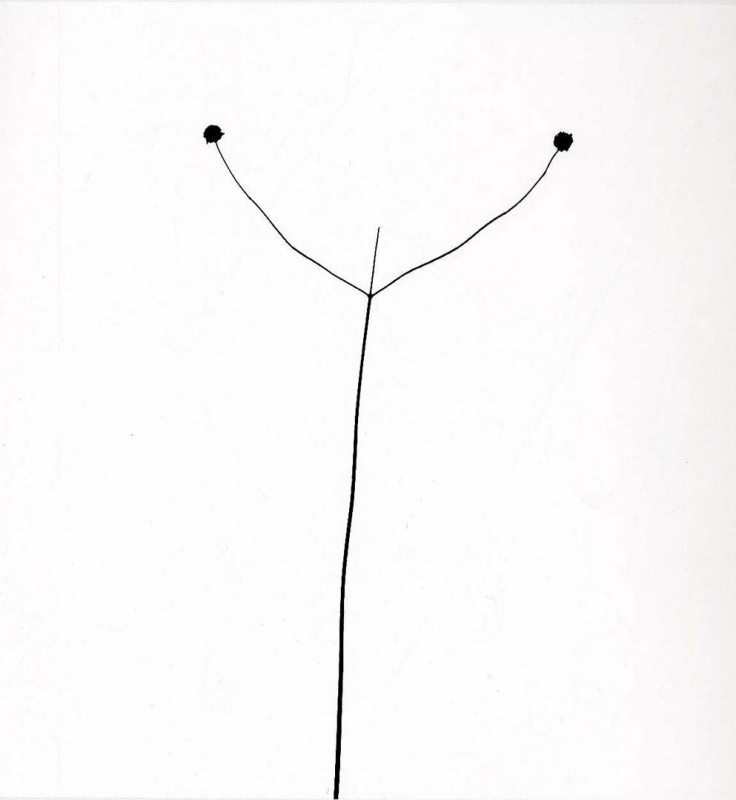 <p><b>Harry Callahan</b>, <i>Weed Against Sky, Detroit</i>, 1948.</p>