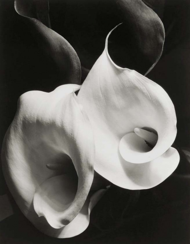 <p><b>Imogen Cunningham</b>, <i>Two Callas</i>, circa 1925.</p>