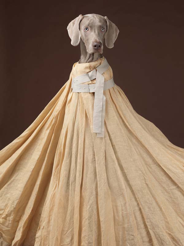 <p><b>William Wegman</b>, Acne campaign, Spring/Summer  2013.</p>