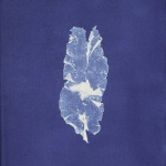 <p><b>Anna Atkins</b>, <i>Puctaria latifolia</i>, 1843-1853.</p>