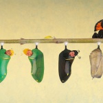 <p><b>Anne Geddes</b></p>