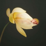 <p><b>Anne Geddes</b>, from the series 'Miracle'.</p>