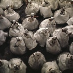 <p><b>Bruno Barbey</b>, <i>BRAZIL. City of Rio de Janeiro. Carnival. Municipal ball. 1973</i>.</p>
