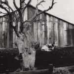 <p><b>Edward Weston</b>, <i>Barn, cow and tree, California</i>, circa 1937.</p>