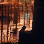 <p><b>Ernst Haas</b></p>