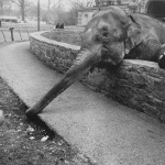 <p><b>Garry Winogrand</b>, <i>Bronx Zoo</i>, 1968.</p>