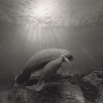 <p><b>Hiroshi Sugimoto</b>, <i>Manatee</i>, 1994.</p>