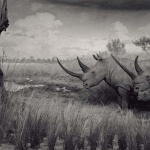 <p><b>Hiroshi Sugimoto</b>, <i>White Rhinoceros</i>, 1980.</p>