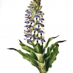 <p><b>Margaret Herschel & John Herschel</b>, <i>Disa cornuta</i>, 1835. Illustration.</p>