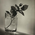 <p><b>Josef Sudek</b>, <i>White Rosebud</i>, 1954.</p>