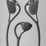 <p><b>Karl Blossfeldt</b></p>
