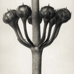 <p><b>Karl Blossfeldt</b>, <i>Primula japonica (magnified 6 times)</i>, 1928.</p>