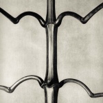 <p><b>Karl Blossfeldt</b>, <i>Impatiens glanduligera (no magnification)</i>, 1928.</p>