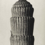 <p><b>Karl Blossfeldt</b>, <i>Equisetum hiemale (magnified 25 times)</i>, 1928.</p>