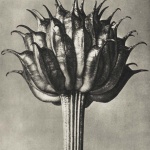 <p><b>Karl Blossfeldt</b>, <i>Trollius Ledebourii (magnified 10 times)</i>, 1920s.</p>