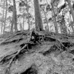 <p><b>Antony Armstrong-Jones</b>, <i>J.R.R. Tolkien</i>, 1972.</p>