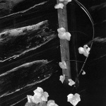 <p><b>Minor White</b>, <i>vy, Portland, Oregon</i>, 1964.</p>