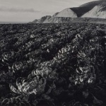 <p><b>Minor White</b></p>