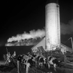 <p><b>O. Winston Link</b>, <i>Cow 13 and the Pocahontas No. 3, Shawsville, Virginia, 1955.</i></p>