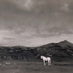 <p><b>Paul Strand</b>, <i>White Horse, South Uist, Scotland</i>, 1954.</p>