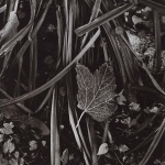 <p><b>Paul Strand</b>, <i>Fall in Movement, Orgeval, France</i>, 1973.</p>