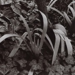 <p><b>Paul Strand</b>, <i>Iris and Stump, Orgeval, France</i>, 1973.</p>