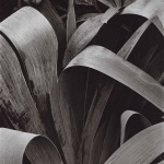 <p><b>Paul Strand</b>, <i>Iris</i>, 1928.</p>
