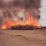<p><b>Richard Misrach</b>, <i>Desert Fire #81 (Grapefruit Trees)</i>, 1984.</p>