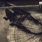 <p><b>Sarah Moon</b></p>
