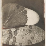 <p><b>Wiiliam Henry Fox Talbot</b>, <i>Insect Wings</i>, circa 1840.</p>