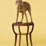 <p><b>William Wegman</b>, <i>Four Legged</i>, 2010.</p>