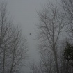 1/18/2013, 1:30:17 PM
