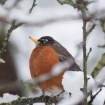 A robin among snowy branches