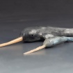 Narwhals by Charlotte Springer